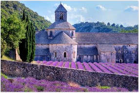 Tablou - Câmp de lavandă (90x60 cm)