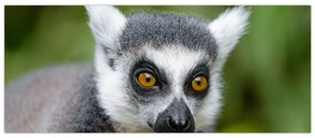 Tablou cu lemur (120x50 cm)