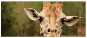 Tablou girafe (120x50 cm)