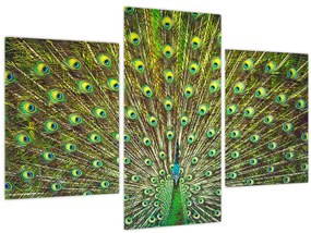 Tablou - Peacock (90x60 cm)