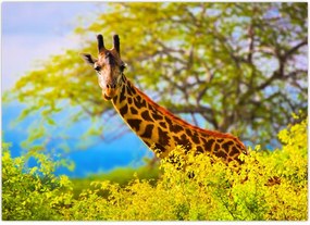 Tablou - Girafa în Africa (70x50 cm)