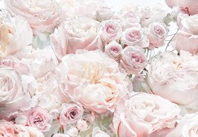 Fototapet flori Trandafiri roz