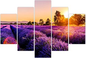 Tablou cu câmp de lavandă, Provincie (150x105 cm)