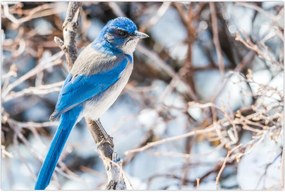 Tablou - Pasare de iarnă (90x60 cm)