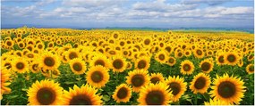 Tablou cu lan de floarea soarelui (120x50 cm)