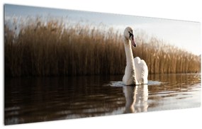 Tablou cu lebăda (120x50 cm)