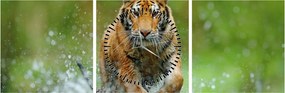 Tablou - Tigru care aleargă (cu ceas) (90x30 cm)