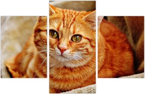 Tablou - Pisica tolenită (90x60 cm)