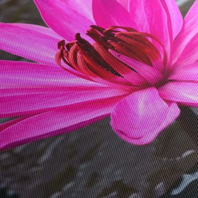 Tablou - floarea roz (120x50 cm)