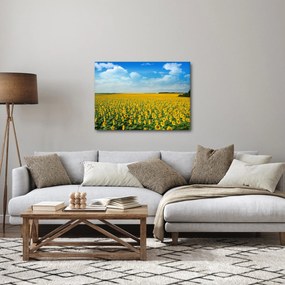 Tablou - câmp cu floarea soarelui (70x50 cm)