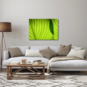 Tablou - Detaliu de frunză verde (70x50 cm)