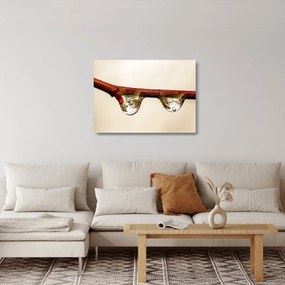 Tablou pe sticlă cu picături de apă pe creangă (70x50 cm)