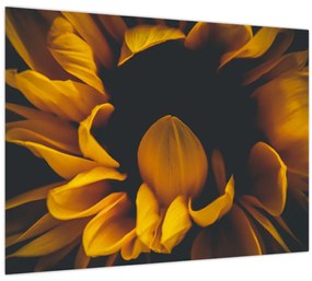 Tablou - Floarea-soarelui în fundal negru (70x50 cm)