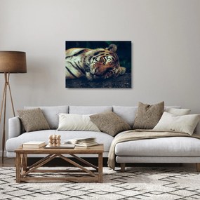 Tablou pe sticlă - Tigrul Siberian (70x50 cm)