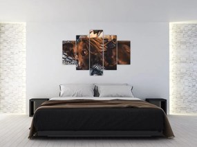 Tablou cu câini dormind (150x105 cm)
