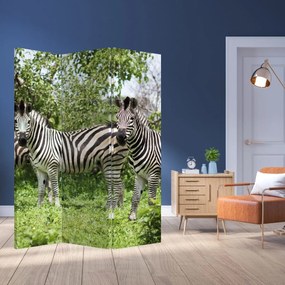 Paravan - Zebre (126x170 cm)