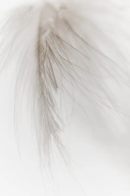 Fotografie White Feather, Magda Izzard