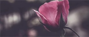 Tablou - Detaliu florii de trandafir (120x50 cm)