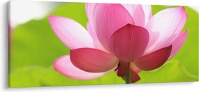 Tablou cu flori de lotus (120x50 cm)