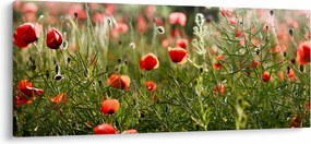 Tablou cu maci (120x50 cm)