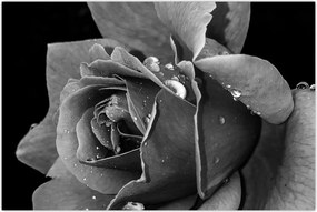 Tablou cu trandafir - albneagră (90x60 cm)