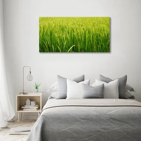 Tablou canvas Câmp de orez