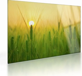Tablou pe sticlă - Câmp cu cereale (70x50 cm)