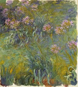 Claude Monet - Artă imprimată Agapanthus, 1914-26, (35 x 40 cm)