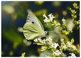 Tablou cu fluture (70x50 cm)