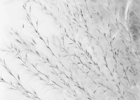 Tablou pe sticlă - Iarbă de pampas N⁰2 (70x50 cm)