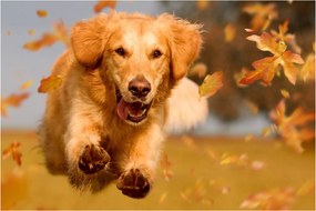 Tablou - Golden Retriever (90x60 cm)