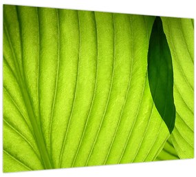 Tablou pe sticlă - Detaliu de frunză verde (70x50 cm)