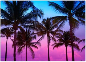 Tablou - Palmieri din Miami (70x50 cm)