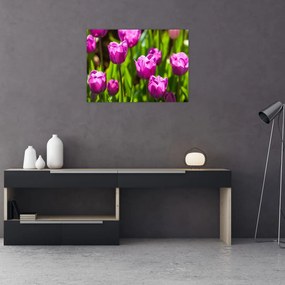 Tablou pe sticlă cu lale pe luncă (70x50 cm)