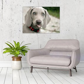 Tablou pe sticlă - cățeluș weimaraner (70x50 cm)