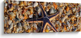 Tablou cu stea de mare (cu ceas) (90x30 cm)
