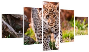 Tablou cu gepard mic (125x70 cm), în 40 de alte dimensiuni noi