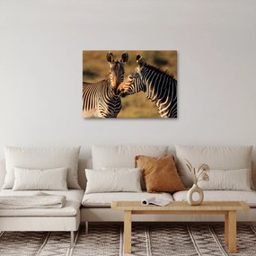 Tablou - Două zebre (70x50 cm)