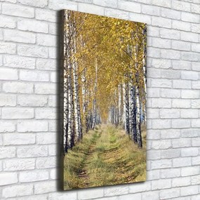 Tablou canvas Pădurea de mesteacăn