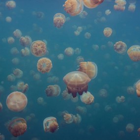 Fototapet, Smack of Jellyfish, Rebel Walls