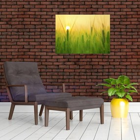 Tablou pe sticlă - Câmp cu cereale (70x50 cm)