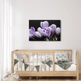Tablou - Crocus violet (90x60 cm)