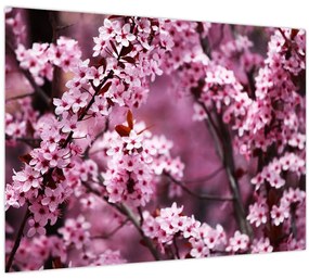 Tablou pe sticlă - Sakura roz (70x50 cm)