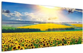 Tablou - Câmp cu floarea soarelui (120x50 cm)