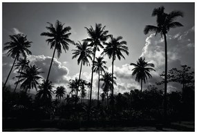 Tapet palmieri de cocos pe plajă în alb-negru