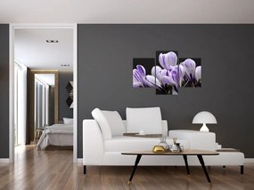 Tablou - Crocus violet (90x60 cm)