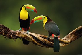 XXL Poster Birds - Toucan, (120 x 80 cm)