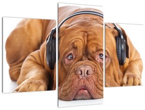 Tablou câinele cu căști (90x60 cm)