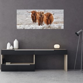 Tablou - Vaci scoțiene (120x50 cm)