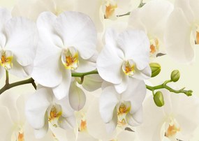 Fototapete, Orhideea alba Art.01144
